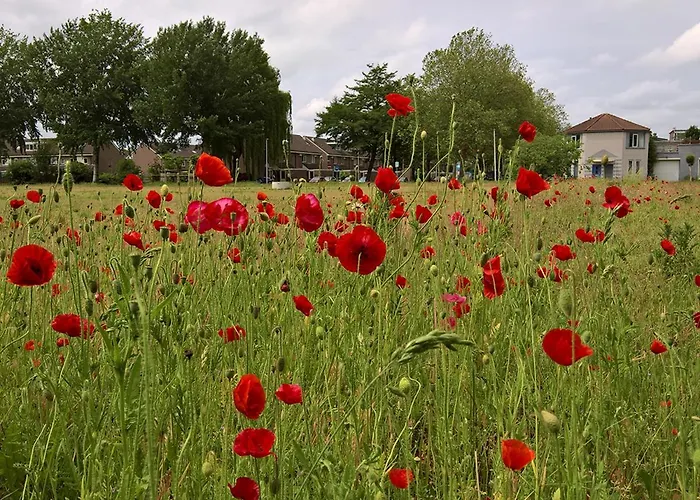 Oda ve Kahvaltı Zevenkamp Rotterdam